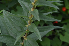 Pouzolzia wightii